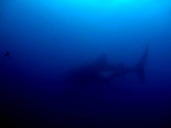 Tubarão-baleia se afasta em mergulho em Darwin, em Galápagos (foto de Hnning Abheiden)